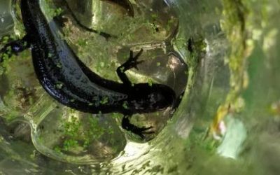 Major changes to great crested newt licensing in Kent – Natural England aim to cut the red tape
